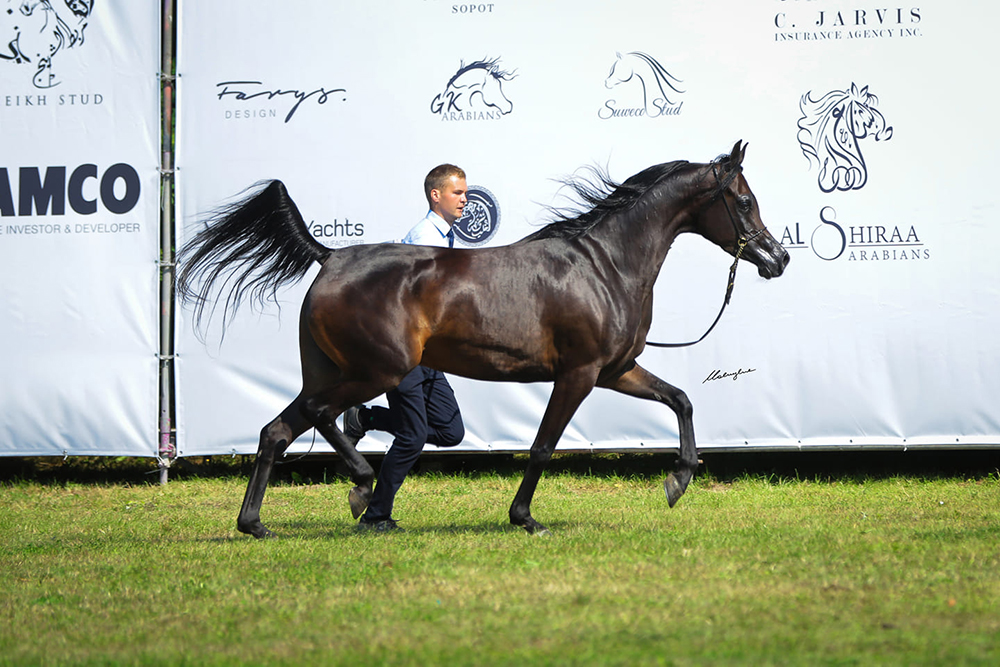 Pila - Sopot Arabian Horse Show 2021